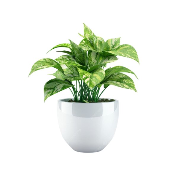 Boncellensis Secullant